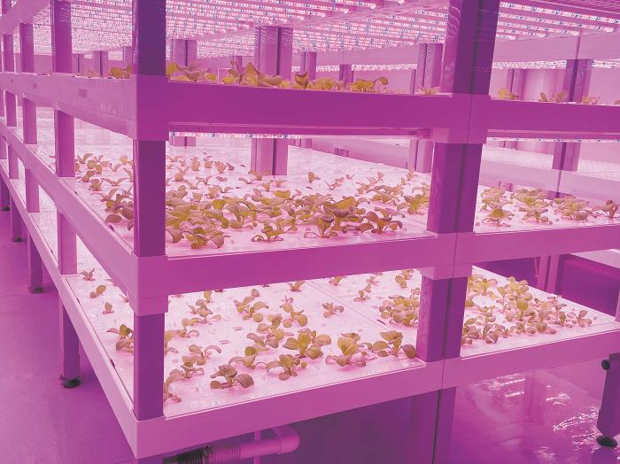 在物美植物工廠里，通過LED燈的照射，蔬菜散發(fā)勃勃生機(jī)。受訪者供圖